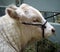 Portrait Of Charolais Bull