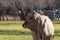 Portrait of Charolais calf with its head turned to the side