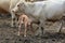 Portrait Charolais calf and mother