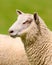 Portrait Of Charollais Sheep