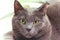 Portrait of a Chartreux Cat