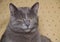 Portrait of Chartreux cat