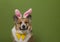 portrait of a cheerful corgi pembroke dog in pink easter bunny ears on a green isolated background