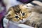 Portrait of cheerful joyful kitten breed Scottish pryamouhaya. Selective focus