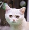 Portrait of cheerful joyful kitten breed Scottish Shorthair blue in silver. Selective focus