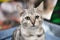 Portrait of cheerful kitten breed Bengal silver. Selective focus.