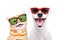 Portrait of a cheerful kitten and dog in sunglasses