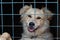 Portrait of a cheerful smiling dog sitting behind bars in a cage at an animal shelter. A cheerful animal in an aviary looks at the