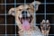 Portrait of a cheerful smiling dog sitting behind bars in a cage at an animal shelter. A cheerful animal in an aviary looks at the