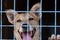 Portrait of a cheerful smiling dog sitting behind bars in a cage at an animal shelter. A cheerful animal in an aviary looks at the