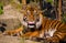 portrait of a cheerful tiger yawns, sneezes and opens its mouth and sticks out its tongue