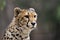 Portrait of a Cheetah