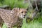 Portrait cheetah (Acinonyx jubatus)