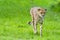 Portrait cheetah (Acinonyx jubatus)