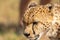 Portrait of Cheetah or Acinonyx jubatus, looking to left. Beautiful solid black spotted coat