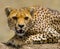 Portrait of a cheetah. Close-up. Kenya. Tanzania. Africa. National Park. Serengeti. Maasai Mara.