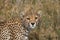 Portrait of a cheetah. Close-up. Kenya. Tanzania. Africa. National Park. Serengeti. Maasai Mara.