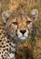 Portrait of a cheetah. Close-up. Kenya. Tanzania. Africa. National Park. Serengeti. Maasai Mara.