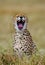 Portrait of a cheetah. Close-up. Kenya. Tanzania. Africa. National Park. Serengeti. Maasai Mara.