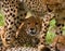 Portrait of a cheetah. Close-up. Kenya. Tanzania. Africa. National Park. Serengeti. Maasai Mara.