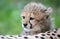 Portrait Cheetah cub