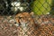 Portrait of a cheetah cub behind green fence in a zoo. Big cat with famous fur pattern and known for high speed hunter. Nature