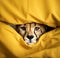 Portrait of a cheetah hidden in a duvet.