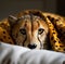 Portrait of a cheetah hidden in a duvet.