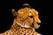 Portrait of a cheetah isolated on black