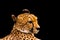 Portrait of a cheetah isolated on black