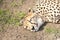 Portrait of a cheetah sleeping
