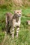 Portrait of Cheetah Standing in Long Grass