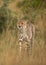 Portrait of a Cheetah walking in the mid of tall grasses of Masai Mara