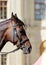 portrait of chestnut beautiful horse