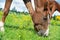 Portrait of chestnut  brood mare grazing   at pasture around herd. cloudy sunny day. close up