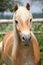 Portrait of chestnut haflinger on pasturage