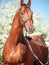 Portrait of Chestnut Holstein stallion posing against blossom apple tree. spring time