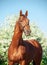 Portrait of Chestnut Holstein stallion posing against blossom apple tree. spring time