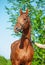 Portrait of Chestnut Holstein stallion posing against  tree. spring time