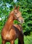 Portrait of Chestnut Holstein stallion posing in garden. spring time