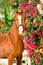 Portrait of chestnut Marwari mare agaist flower background. India
