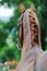 Portrait of chestnut stallion with braided mane