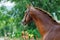 Portrait of chestnut stallion with braided mane