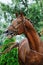 Portrait of chestnut stallion neighing