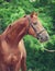 Portrait of chestnut Trakehner stallion.