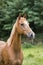 Portrait of a chestnut warmblood