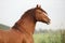 Portrait of chestnut welsh pony