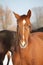 Portrait of chestnut young colt in winter