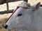 Portrait of the Chianina, one of the oldest italian breed of cattle