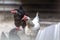 Portrait of chicken in crowded barn with fog